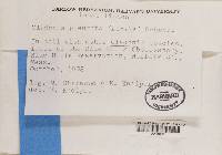 Cladonia pleurota image