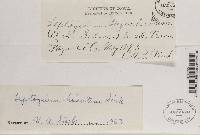 Leptogium hirsutum image