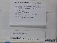 Leptorhaphis epidermidis image