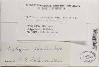 Leptogium hirsutum image