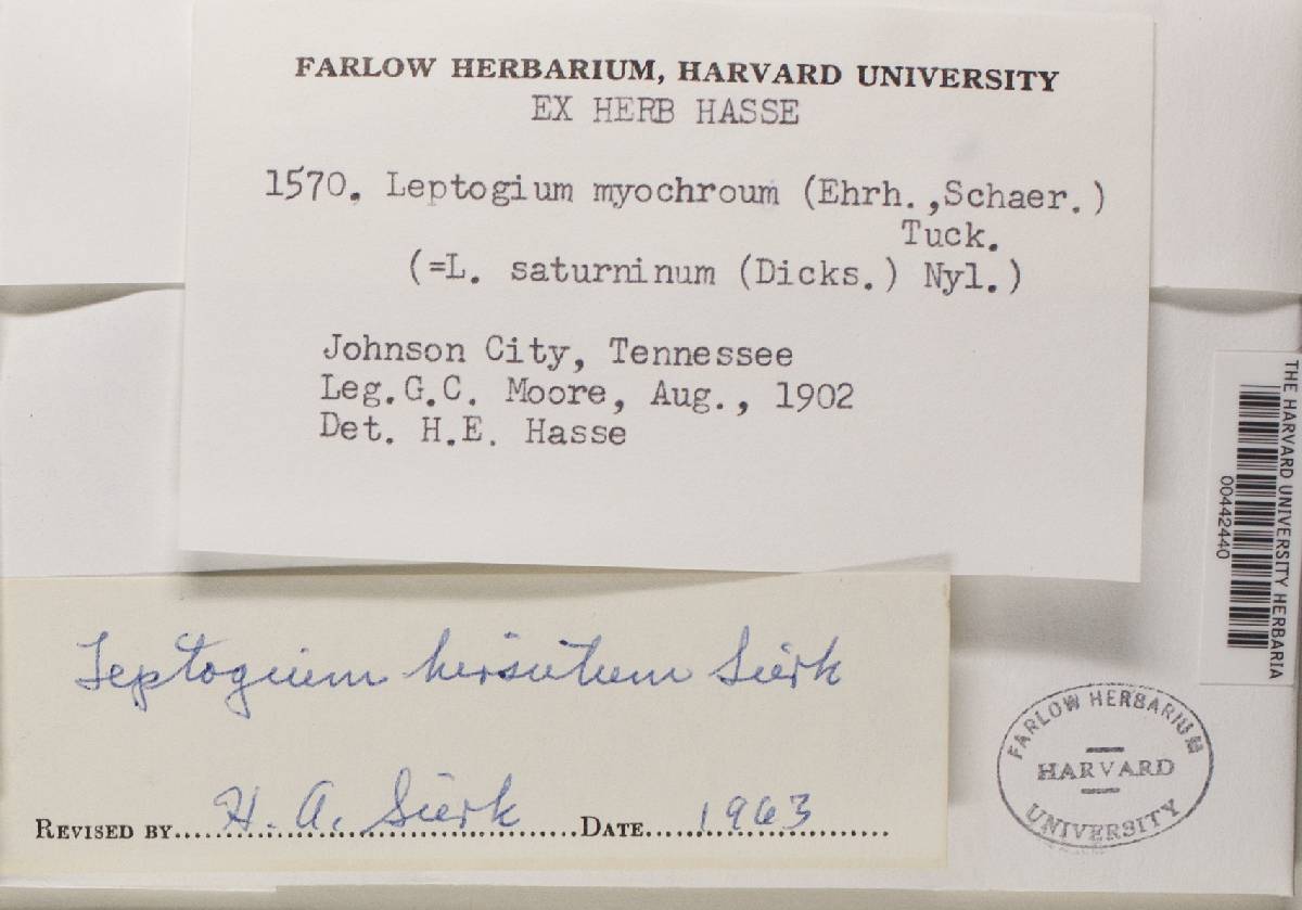 Leptogium hirsutum image