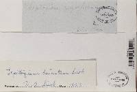 Leptogium hirsutum image