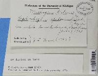 Leptorhaphis epidermidis image