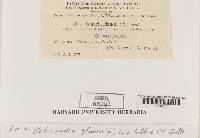 Platismatia glauca image