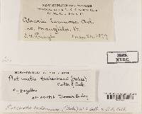 Platismatia tuckermanii image