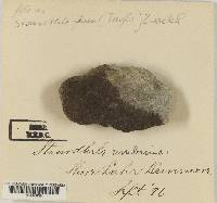 Staurothele fissa image