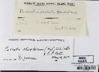 Cetrelia olivetorum image