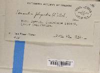 Image Associated With the Occurrence