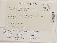 Image Associated With the Occurrence