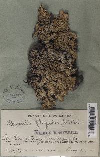 Image Associated With the Occurrence