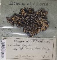 Image Associated With the Occurrence