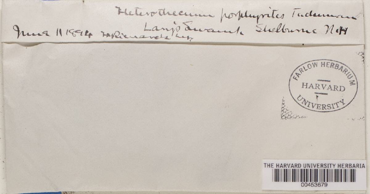 Megalospora porphyritis image