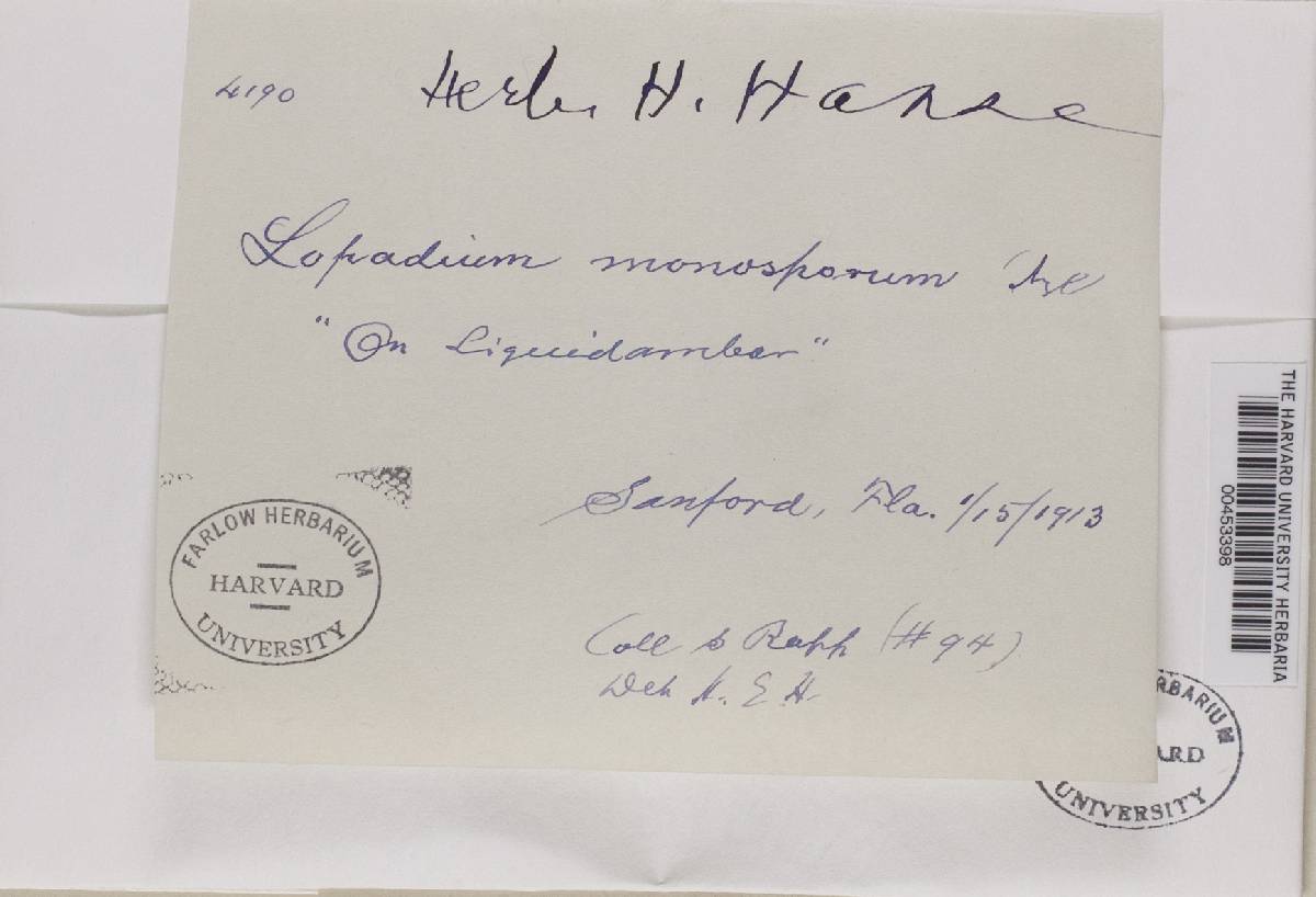 Lopadium monosporum image