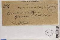 Megaspora verrucosa image