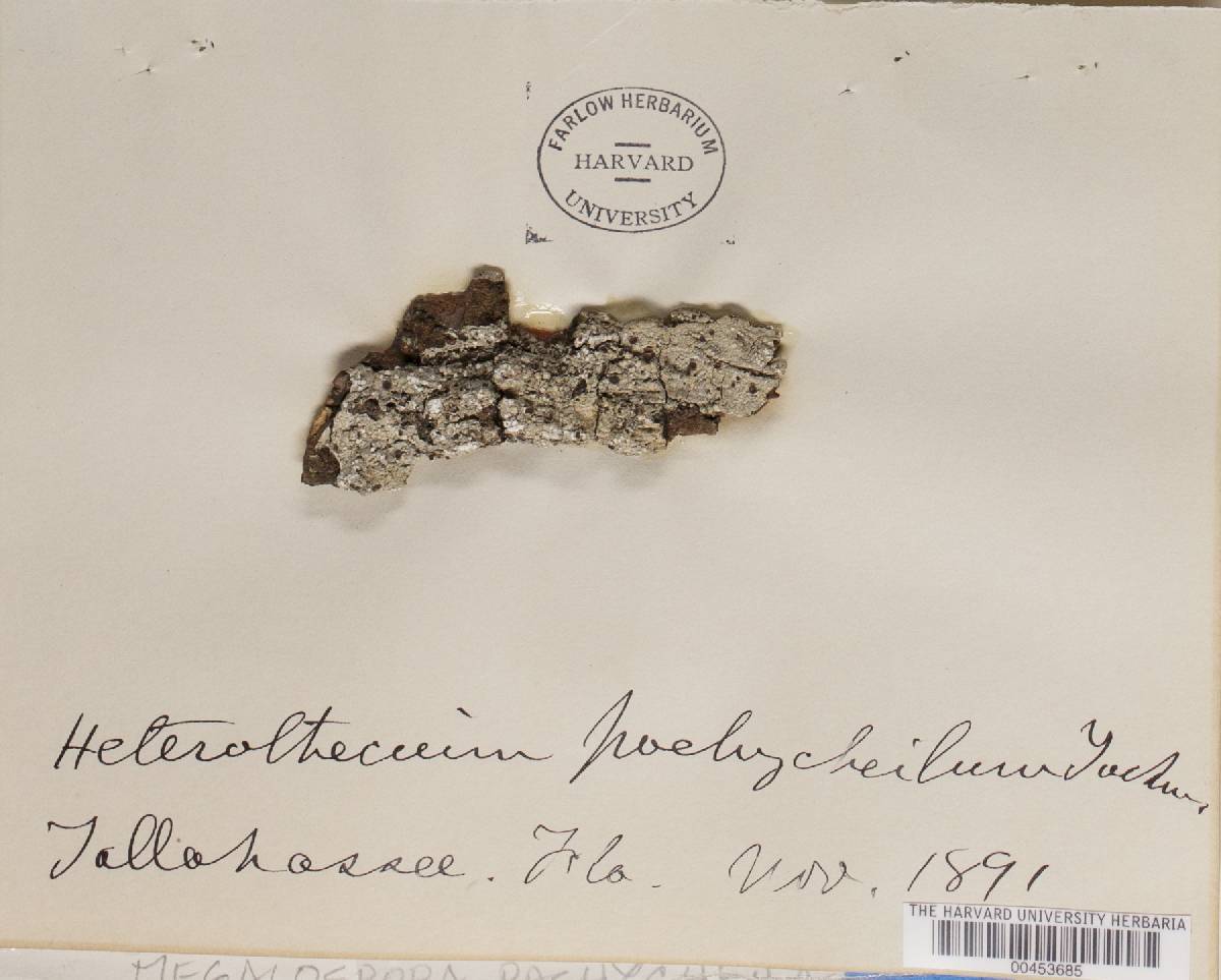 Megalospora pachycheila image