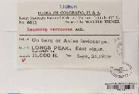 Megaspora verrucosa image