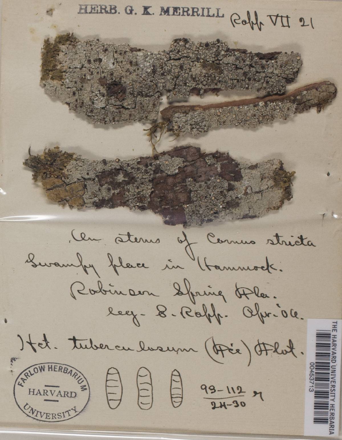 Megalospora tuberculosa image