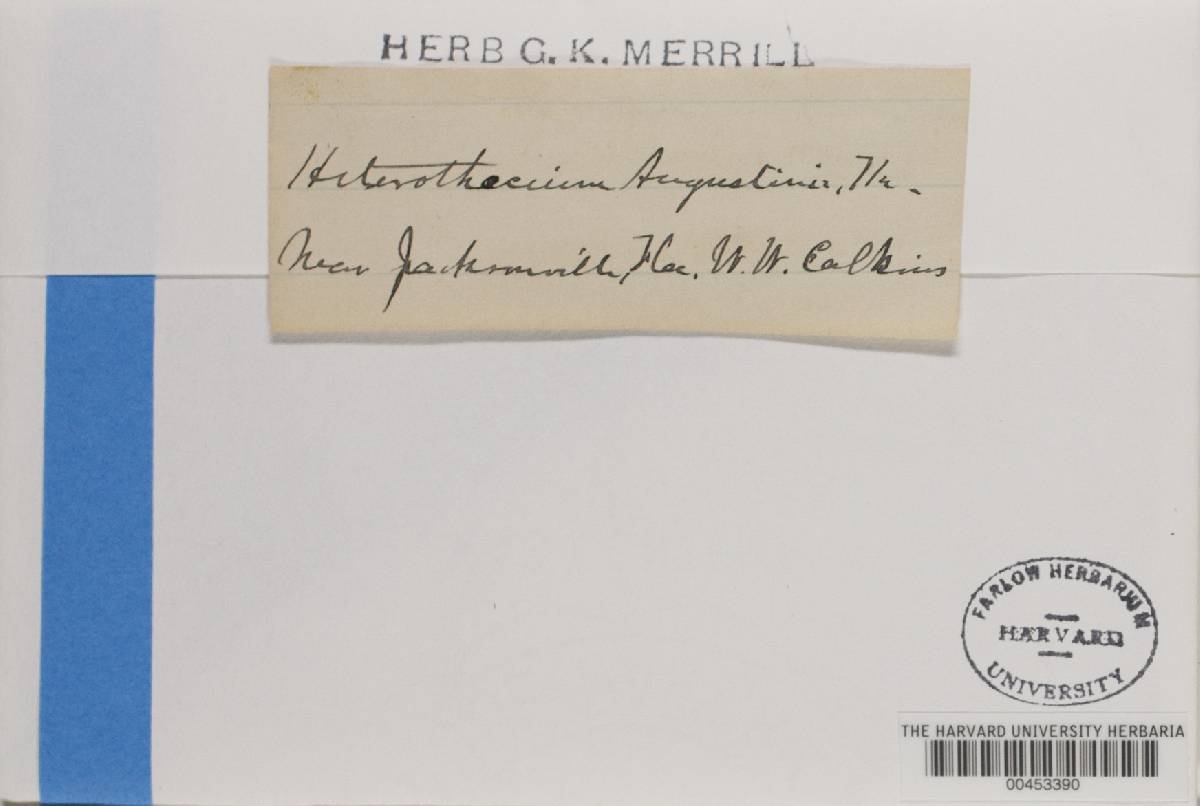 Lopadium augustinii image