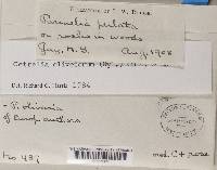 Cetrelia olivetorum image