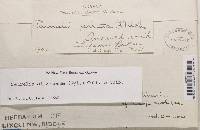 Cetrelia olivetorum image