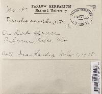 Parmelia saxatilis image