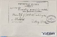 Parmelia saxatilis image