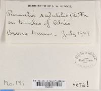 Parmelia saxatilis image