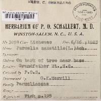 Parmelia saxatilis image