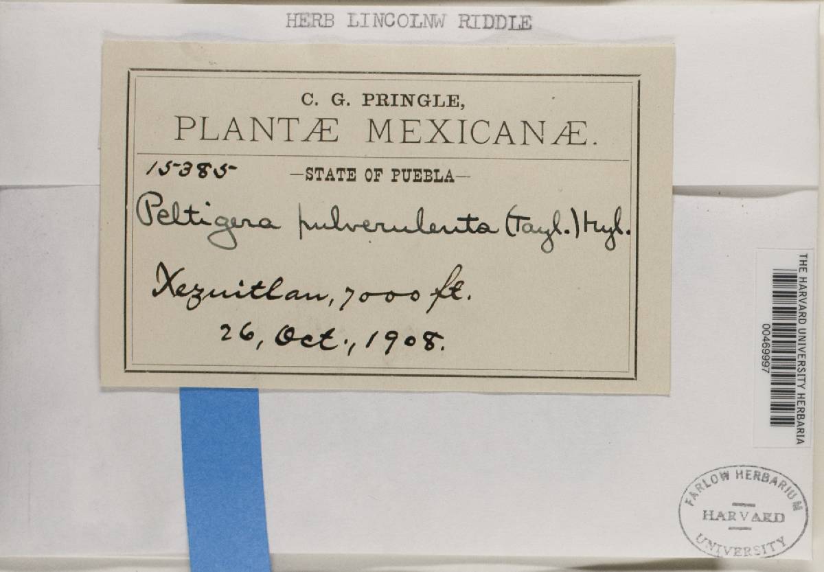 Peltigera pulverulenta image