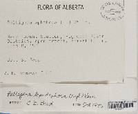 Peltigera lepidophora image