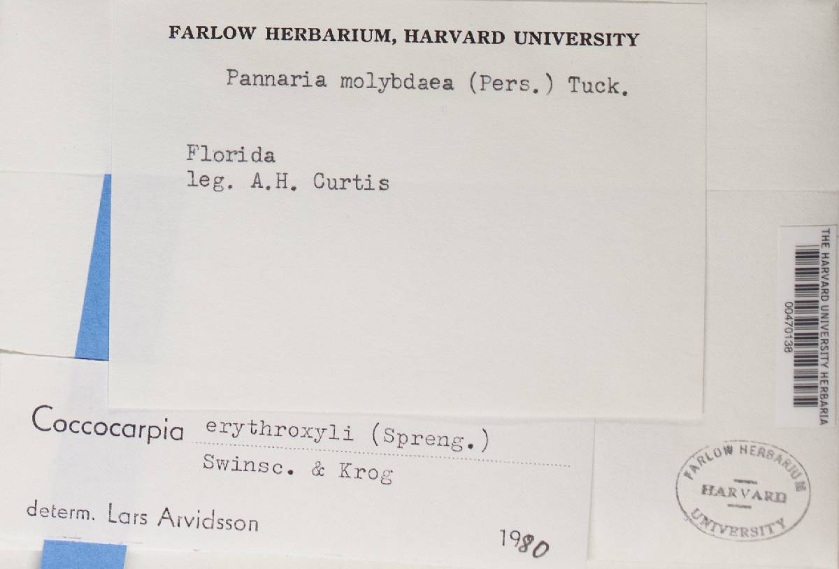 Coccocarpia erythroxyli image