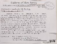 Pertusaria xanthodes image