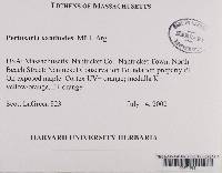 Pertusaria xanthodes image