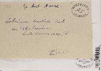 Phaeocalicium curtisii image