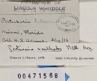 Pertusaria xanthodes image