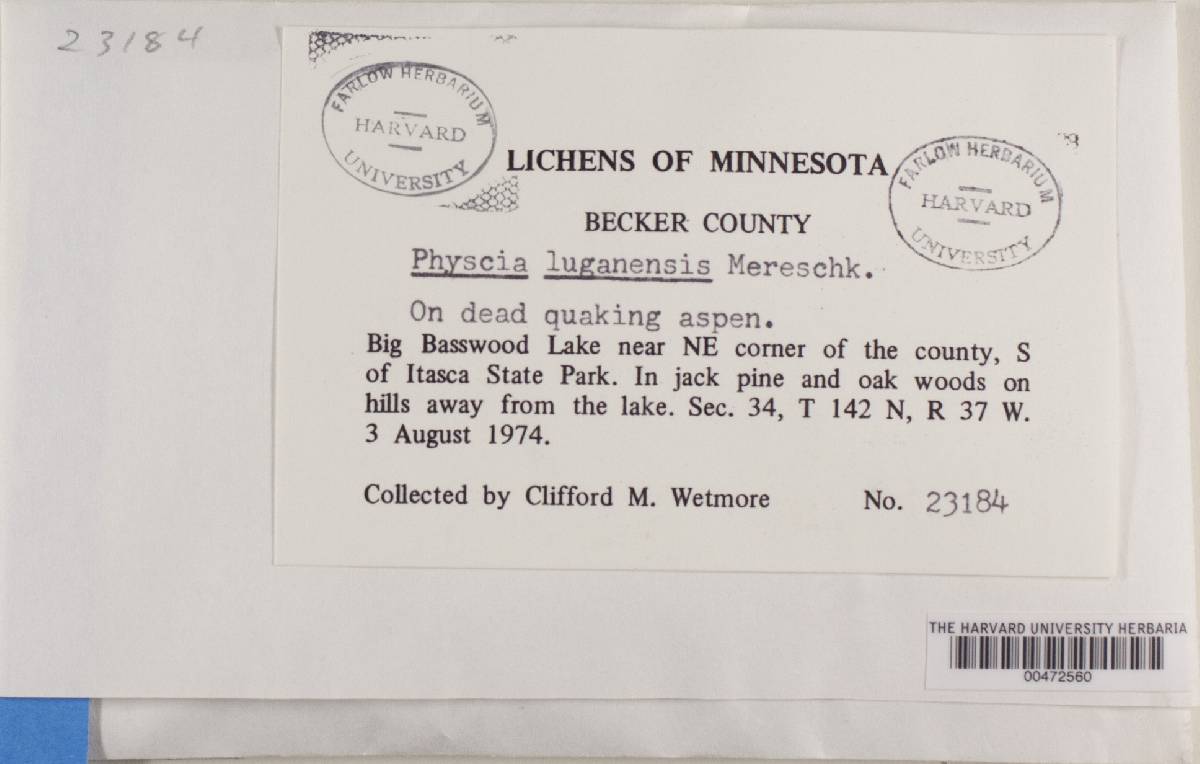 Physcia luganensis image