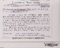 Platismatia tuckermanii image