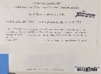 Platismatia glauca image