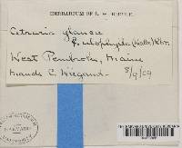 Platismatia glauca image