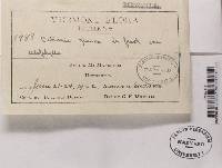 Platismatia glauca image