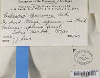 Platismatia tuckermanii image