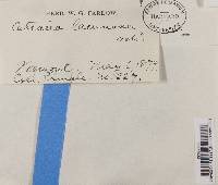 Image Associated With the Occurrence