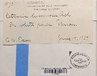 Image Associated With the Occurrence