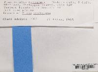 Platismatia tuckermanii image