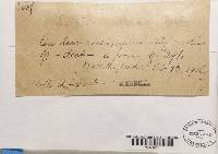 Porpidia albocaerulescens var. albocaerulescens image