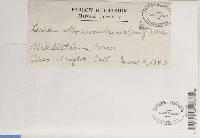 Porpidia albocaerulescens var. albocaerulescens image