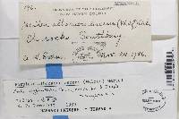 Porpidia albocaerulescens var. albocaerulescens image