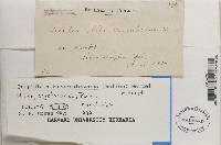 Porpidia albocaerulescens var. albocaerulescens image