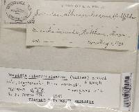 Porpidia albocaerulescens var. albocaerulescens image