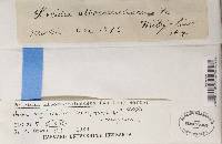 Porpidia albocaerulescens var. albocaerulescens image